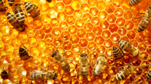 House Legislation Proposed to Ban Bee-Killing Pesticides