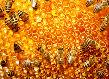 House Legislation Proposed to Ban Bee-Killing Pesticides