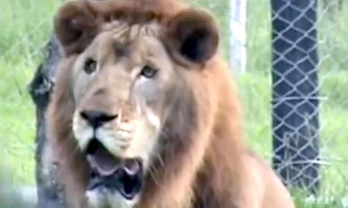 Circus Lion Freed From Cage Feels Earth Beneath His Paws for First Time
