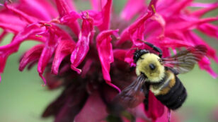 New Website Helps Identify Bumblebees and Protect Pollinators