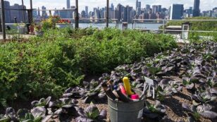 7 Ways to Reduce Toxic Soil Substances in Urban Gardens