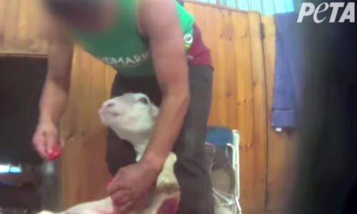 PETA’s Undercover Shearing Videos Expose Horrific Sheep Abuse in U.S. and Australia
