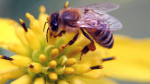 New Studies Confirm Pesticide Exposure Major Contributor to Declining Honey Bee Populations