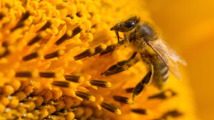 How the EPA’s Inaction on Bee-Killing Neonicotinoids Cripples Our Economy