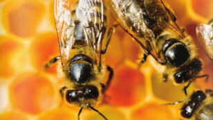 Worldwide Honey Bee Collapse: A Lesson in Ecology