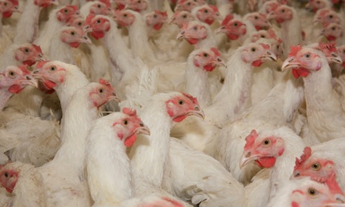 Green Your Holidays by Supporting Independent Poultry Farmers
