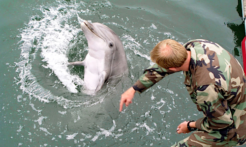U.S. Military-Trained Dolphins Forced to Fight Human Wars