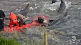 Slaughter of Pilot Whales Draws Global Outrage
