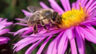 How Garden Centers Are Getting Toxic, Bee-Killing Pesticides Out of Their Plants and Off of Their Shelves