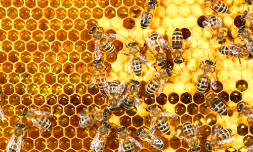 Scientists Discover Two Fatal Diseases Capable of Transmitting From Honey Bees to Bumblebees