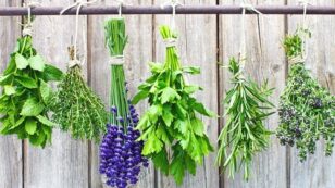 5 Medicinal Herbs You Can Grow In Your Backyard