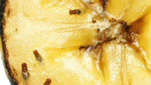 5 Natural Ways to Get Rid of Fruit Flies