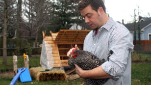 From Cities to Suburbs, Raising Backyard Chickens is All the Rage