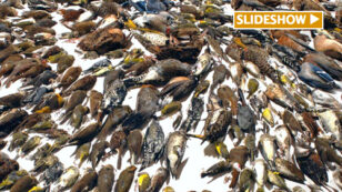 Study Finds Up to One Billion Birds Killed in Building Collisions Each Year