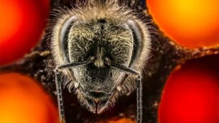 Thrilling Ted Talk Looks at the First 21 Days of a Bee’s Life