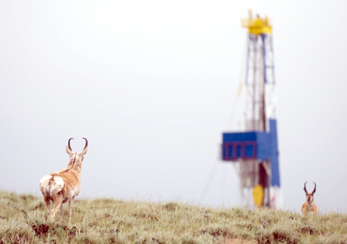 Study: Natural Gas Development Linked to Wildlife Habitat Loss