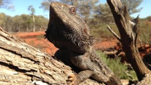 Extreme Heat Triggers Sex Change in Lizards