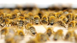 Scientists Discover Key Molecule Linking Neonicotinoids to Honey Bee Viruses