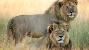 David Suzuki: Cecil the Lion’s Killing Shines Spotlight on Barbaric Trophy Hunting
