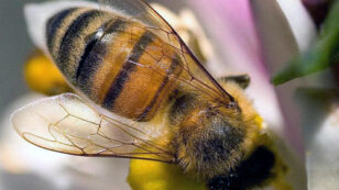 European Agency Finds Insecticide Unacceptable Danger to Bees