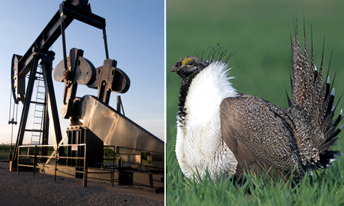 How Oil & Gas Drilling Impacts the Endangered Greater Sage Grouse and Lesser Prairie-Chicken
