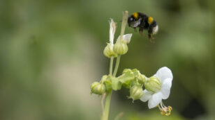 Bumblebees Face Extinction From the Climate Crisis