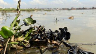 Oil Spill Causes ‘Major Disaster’ for Ganges River Dolphins Breeding Zone