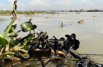 Oil Spill Causes ‘Major Disaster’ for Ganges River Dolphins Breeding Zone