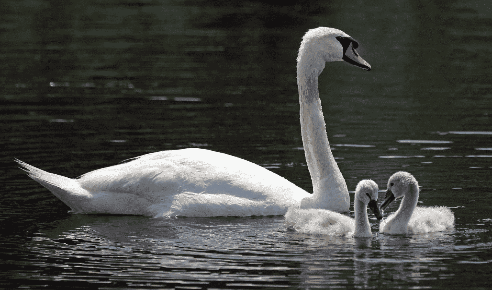 Two swan chicks on the Charles River with their father.