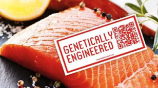 Canada Approves GMO Salmon