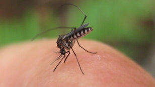 Mosquito-Borne ‘Disease Danger Days’ Rise Across U.S.