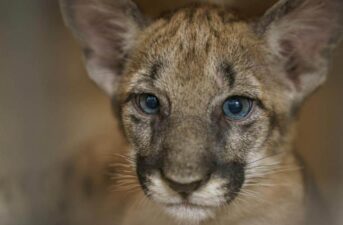 Behind the Lens of National Geographic’s New Feature on the Florida Panther