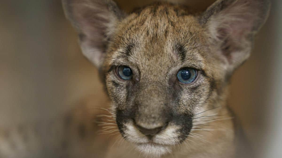 Behind the Lens of National Geographic's New Feature on the Florida Panther  - EcoWatch