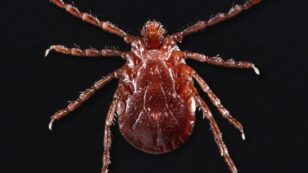 Invasive Tick Spreads to Ninth State, CDC Warns of ‘New and Emerging Disease Threat’