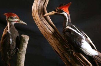 U.S. Declares 23 Species Extinct, Including Ivory-Billed Woodpecker