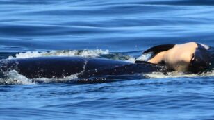 Orca Mother Still Carrying Her Dead Calf 17 Days Later