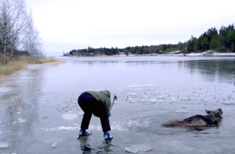 Watch Swedish Couple Rescue Moose From Frozen Lake