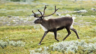 Reindeer Numbers Have Fallen by More than Half in 2 Decades