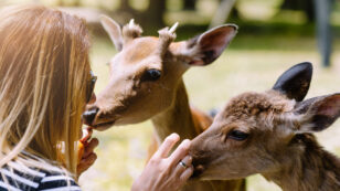 9 Nara Deer Found Dead After Eating Plastic in Sacred Japanese Sanctuary