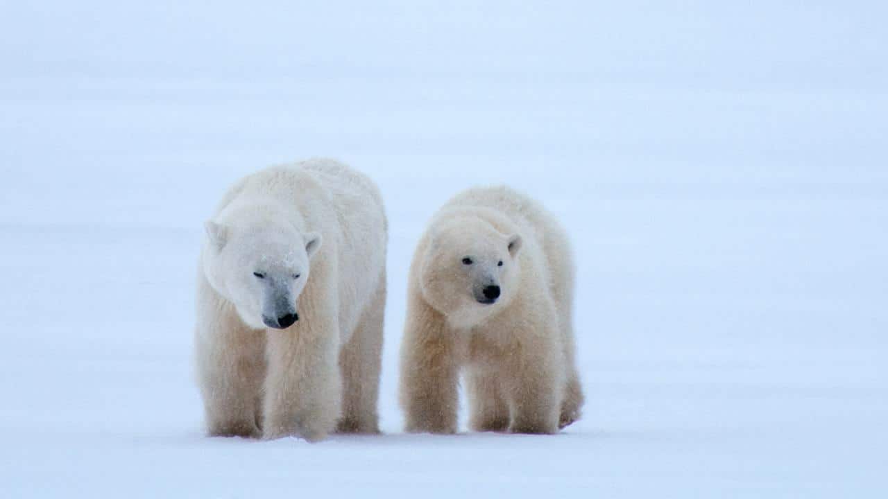 two polar bears walk on snow