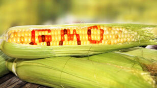 Is GMO Corn Safe to Eat?