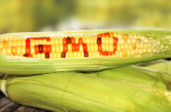 Is GMO Corn Safe to Eat?