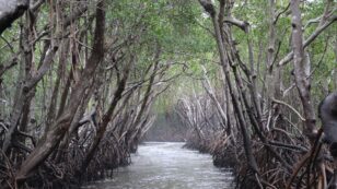 Mangroves Could Help Save Us From Climate Change. Climate Change Is Killing Mangroves.