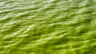 The Many Hazards of Toxic Algae Outbreaks