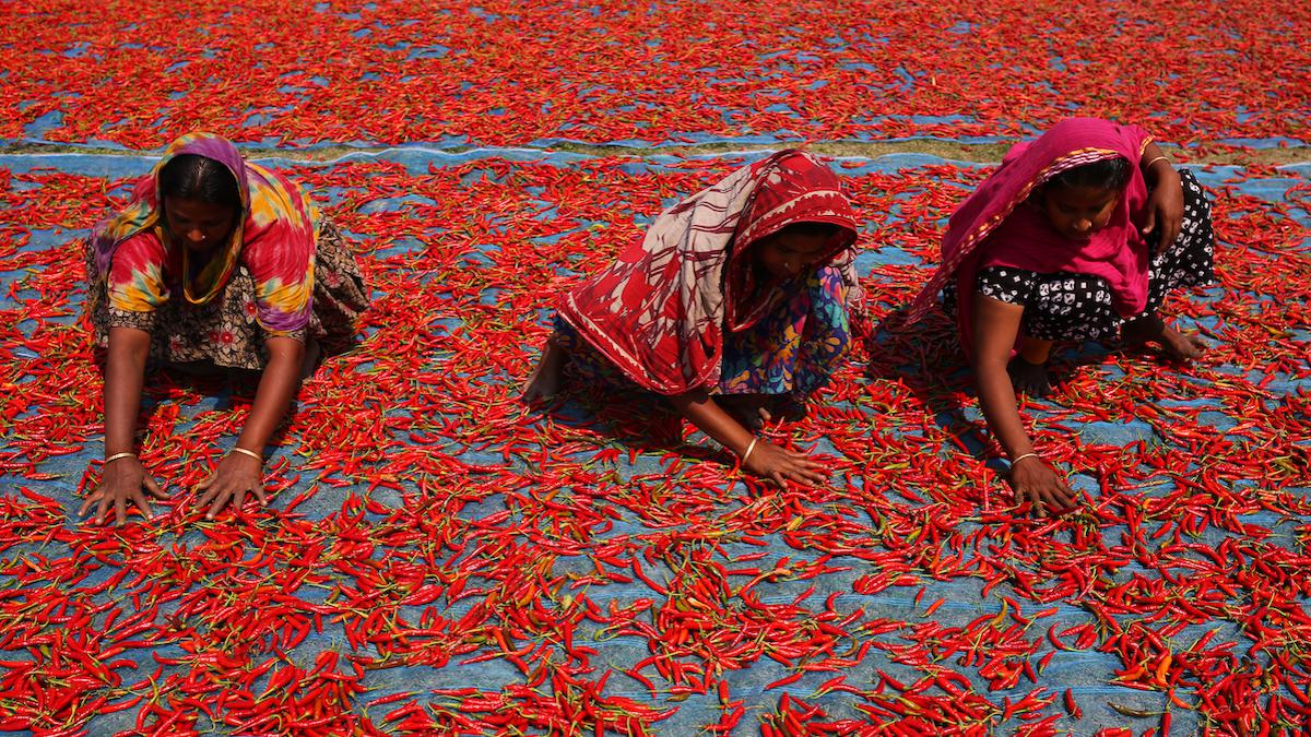 Women farmworkers dry red chilli peppers in Bangladesh.