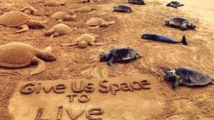 300 Sea Turtles Found Dead on Indian Beach