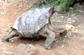 100-Year-Old Tortoise Fathers 800 Offspring in Fight to Save Species