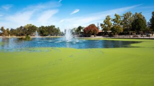 Algal Blooms Could Spew Lethal Toxins Into the Air, New Study Suggests