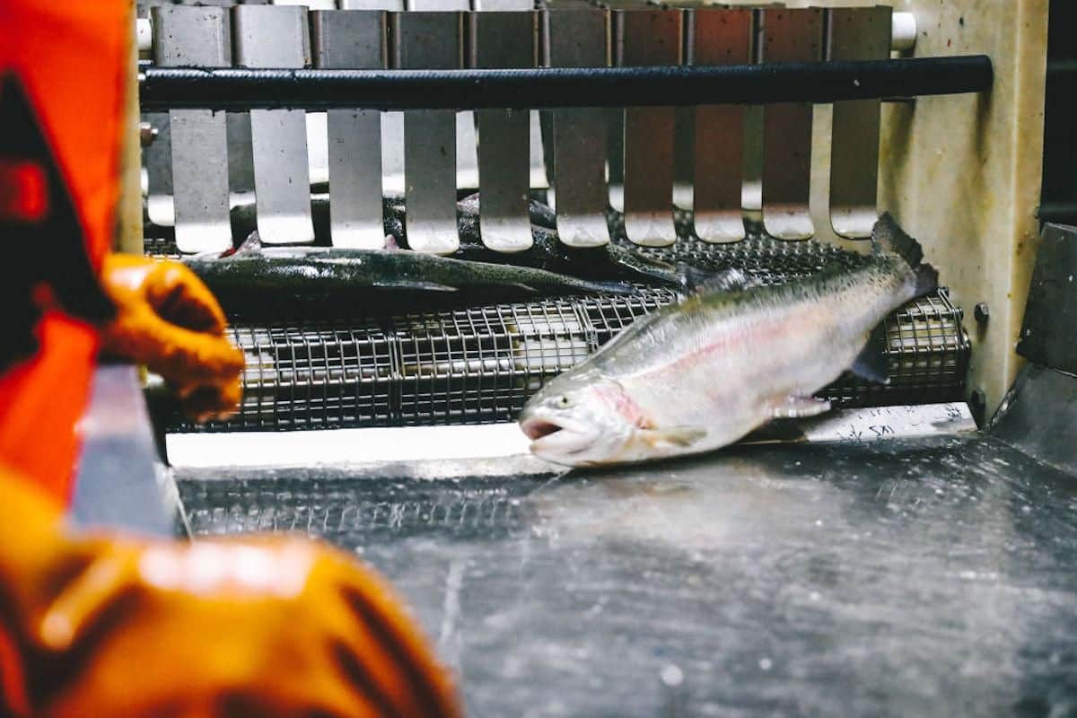 Workers process salmons on a production line at a salmon farm.