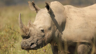 Enough With the Fake Rhino Horns